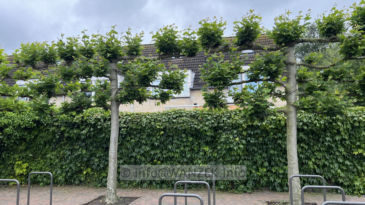 Platanus hispanica - Spalier 01.jpg